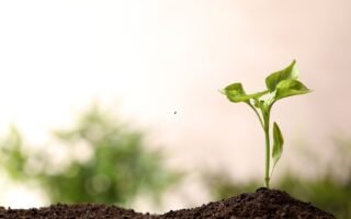 O Nascimento e o Recomeço